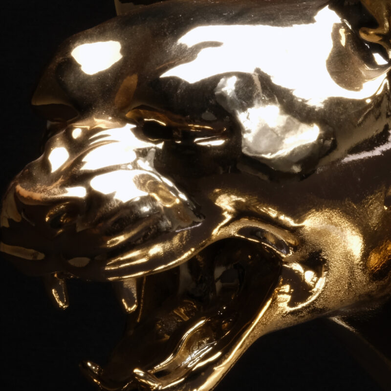 Golden Big-Mouse – Image 3